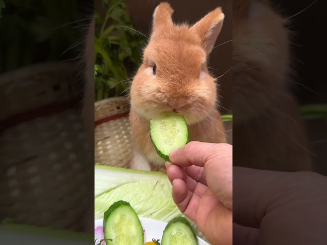 Little rabbit eating cucumber Crunchy Cute pet debut plan Rabbit Rural cute pet Cute pet