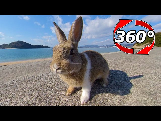 VR 360° | I don't mind the cold! Rabbits are fine even at the beach in the middle of winter!