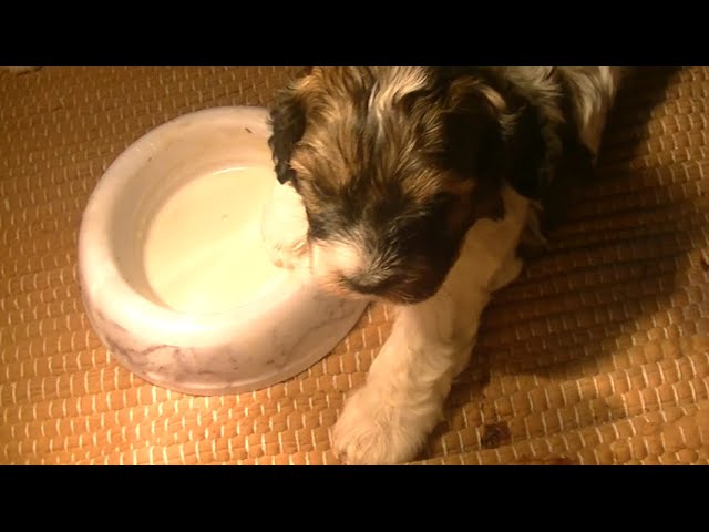 Up close with 3  Cavapoo puppies