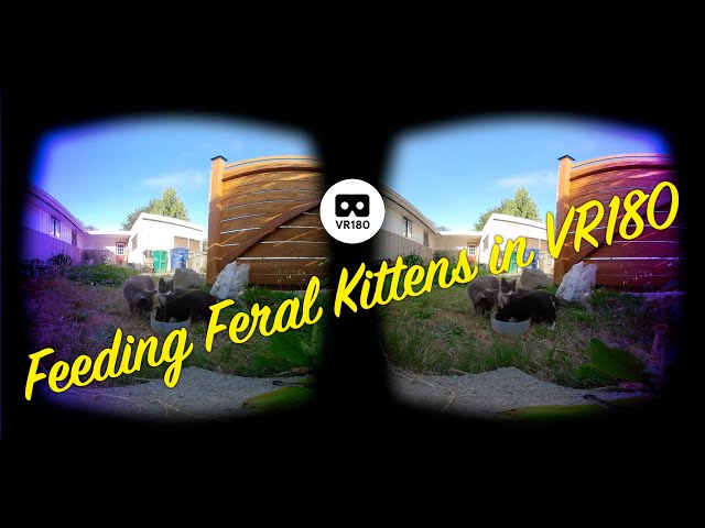 VR180 Kitten Snack Time