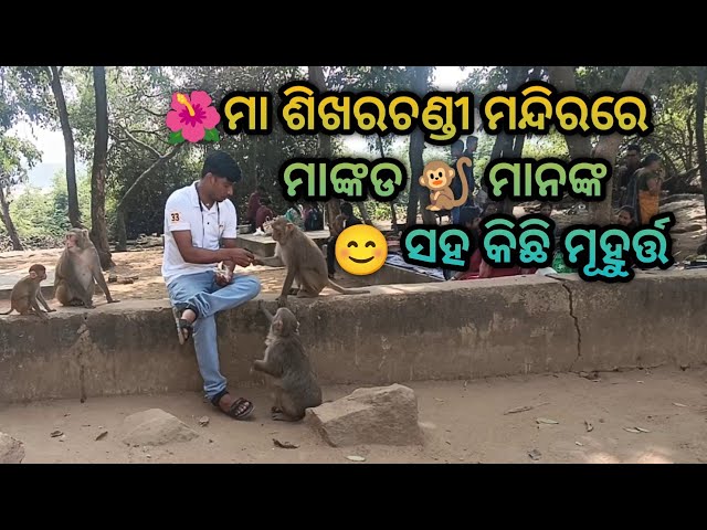 MAA SIKHARCHANDI TEMPLE, BHUBANESWAR || ODIA BOY DEBASIS || #odiavlog #vlog #trending