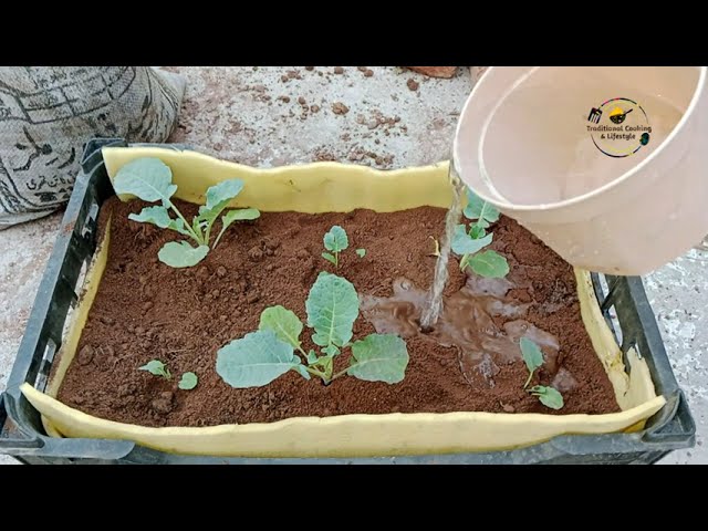 Roof Gardening Ideas For Home - Ghar Ki Roof Par Vegetables & Fruits Ugaye - Kitchen Gardening Ideas