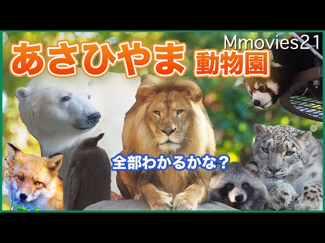 Beautiful autumn leaves and animals   Asahiyama Zoo 2021