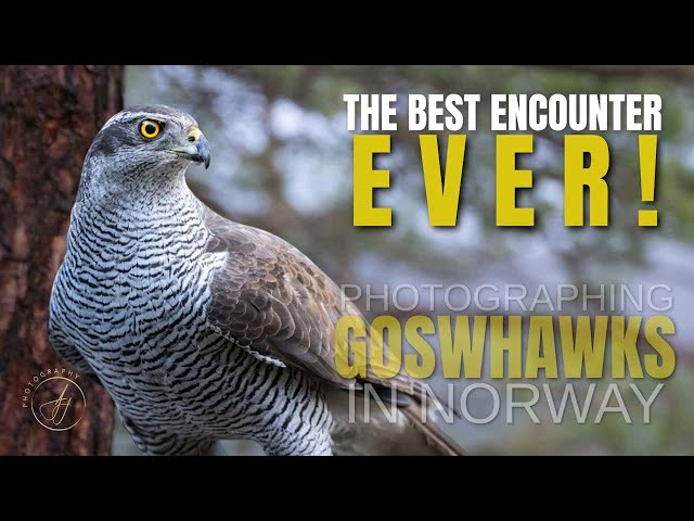 Photographing Goshawks in Norway || Wildlife Photography || 4K || Apex Adventures