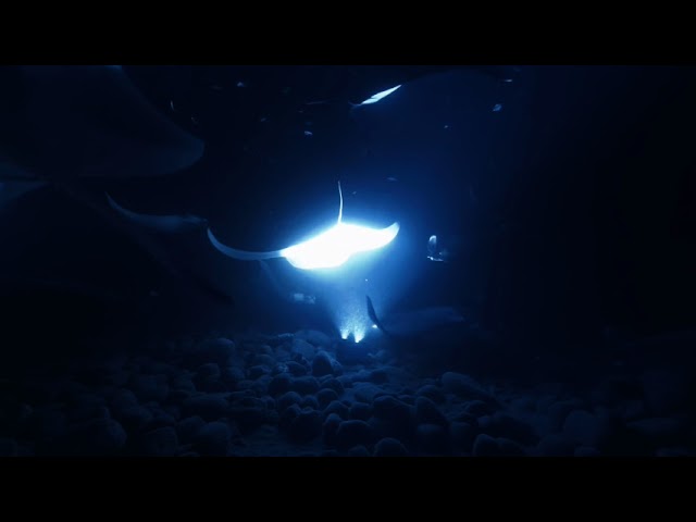 Manta Ray in VR180, Gala VIP - 3D Shows