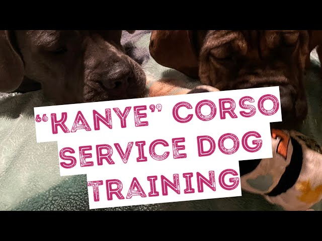 360 (4K) How to train Cane Corso Service Dog "Place"