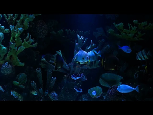 Deep Blue Aquarium Ambience HD