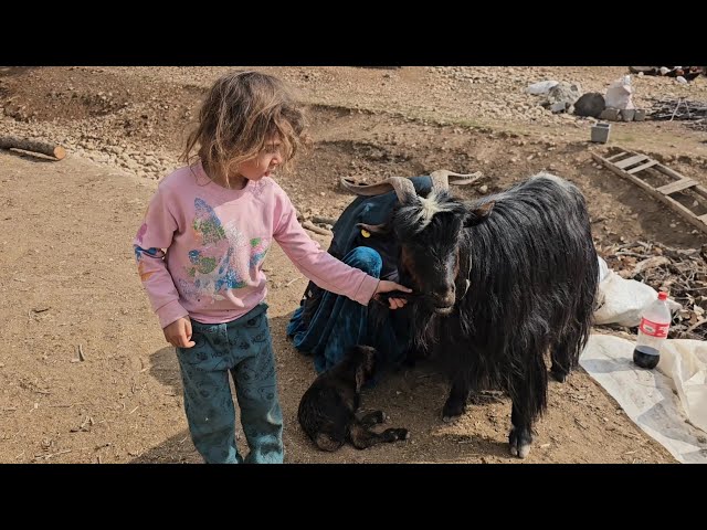 IRAN nomadic lifestyle | Discover Rural living in Iranian | Village family of beautiful mountains