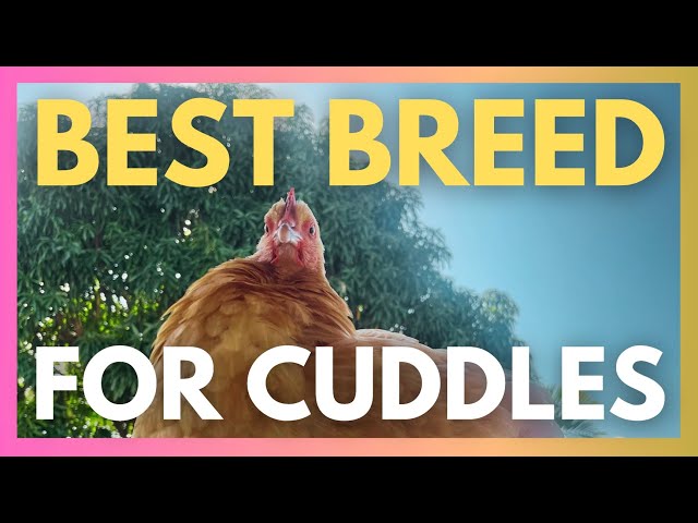 Ultimate Backyard Chicken: Why Buff Orpingtons Are Best Breed for cuddles! Meet My Hen, GooseyGirl