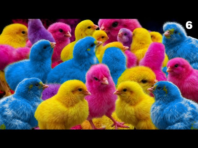 World Cute Chickens, Colorful Chickens, Rainbows Chickens, Cute Ducks, Cat, Rabbits,Cute Animals🐤🐣🦆🐟