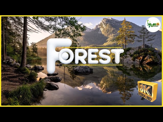 Forest | Nature Scenes 8K | Waterfalls | Peaceful Music | 4k Video UltraHD