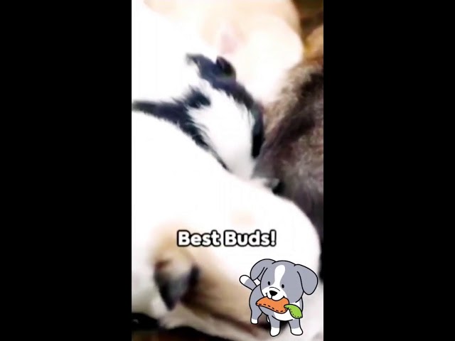 Cutest pups having Fun #vertical #livestream #shortsbeta #shortsfeed