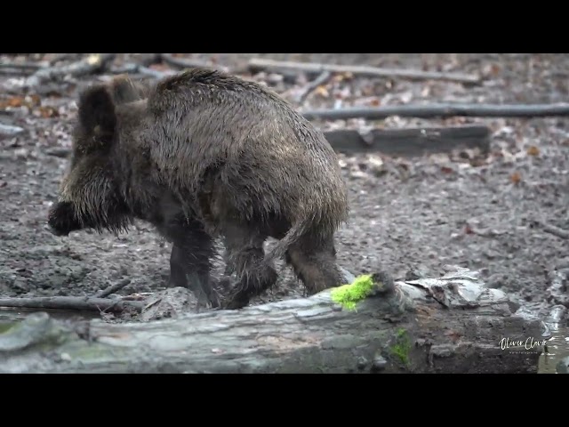 Wildschwein Suhle