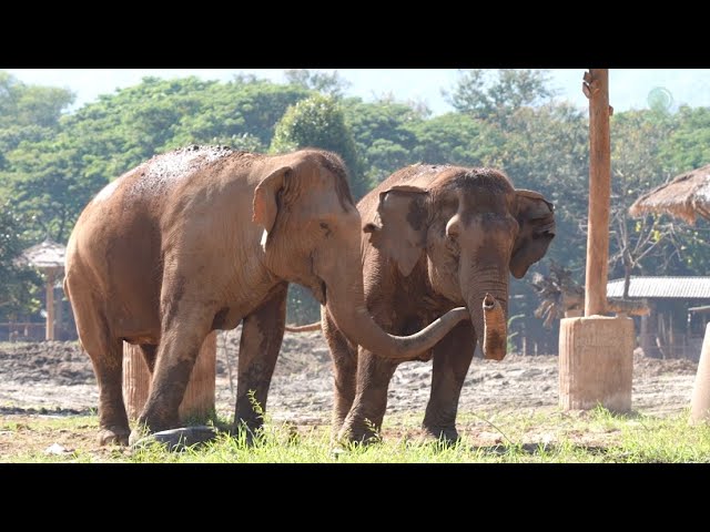 VaNa and Dao Thong: An Unlikely Elephant Friendship - ElephantNews