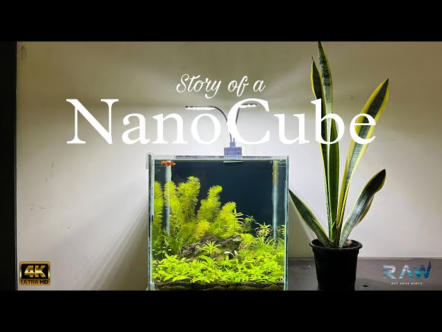 Story of my Nano Tank | Part 1 | Nano Cube | High Tech Planted Aquarium | #Royaquaworld