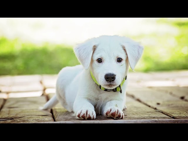 A Dog | A Picture Of A Dog For 10 Hours | Labrador | Background | Backdrop | Screensaver | Full HD |