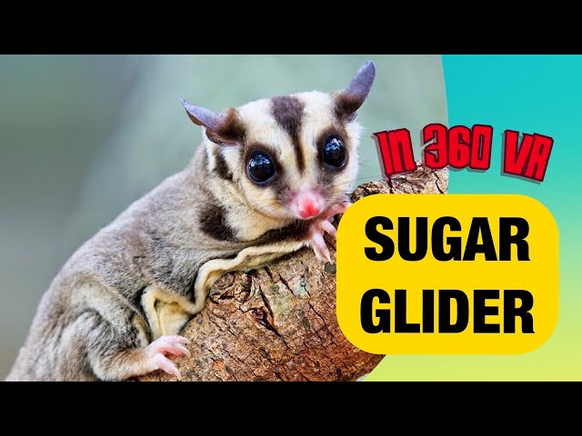 SUGAR GLIDER - NORTHUMBERLAND COUNTY ZOO - IN 360 VR