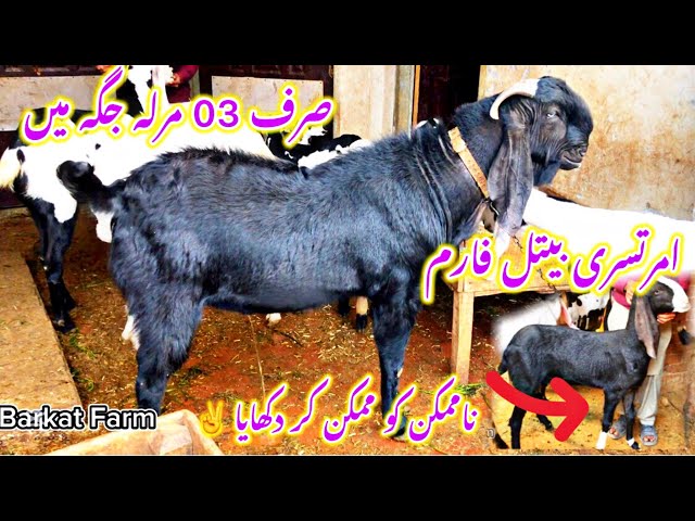 Intelligent Goat Farming on Roof  | Business idea | Important Question Answer of Goat Farming