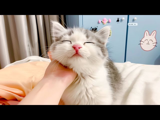 The Sweetest Cat Lullaby Tracks - Deep Sleep Cat Calming Music! Sounds that Cats Like with Anxiety