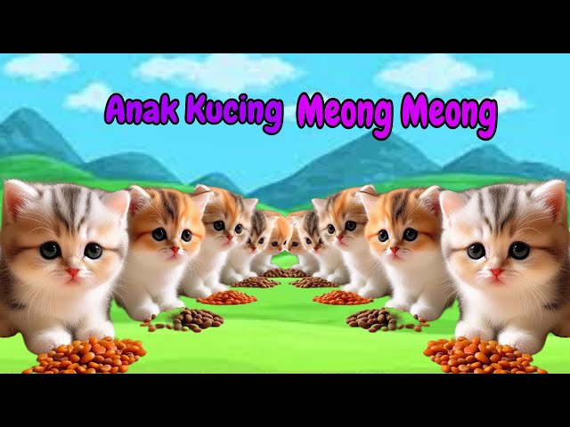 Anak Kucing Oyen Lucu😹 ANAK KUCING MEONG MEONG‼️ FUNNY KITTEN VIDEOS #funnyanimals #funnycats