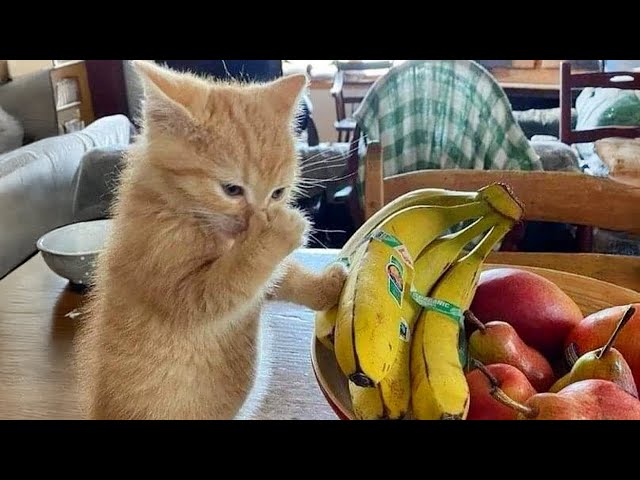 Unexpected Laugh with these Cats 😹 Best Funny Cat Videos 2024🤣