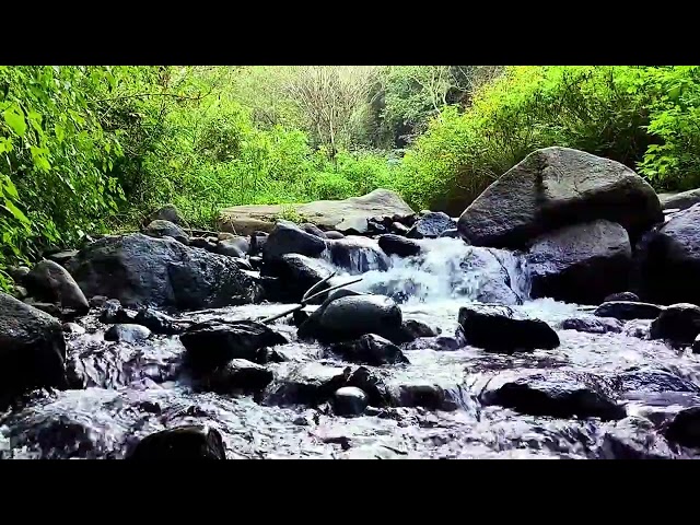 Harmonious Birds Chirping | Beautiful Stream Sounds Lovely Nature Sounds | Cozy Paradise