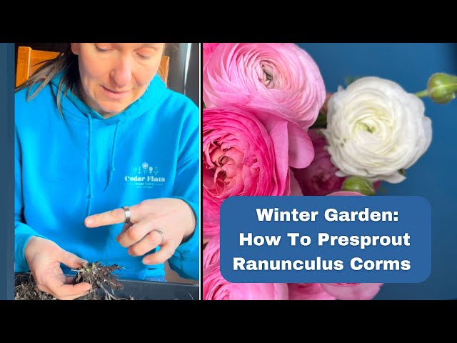 Winter Planting: What Presprouted Ranunculus Corms Look Like & How to Plant Them