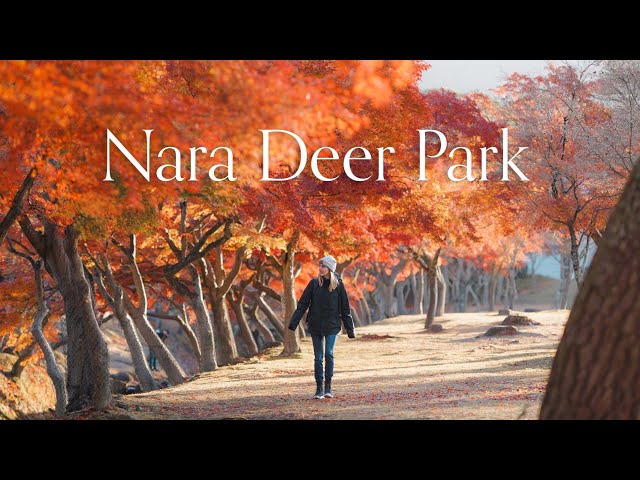 An Autumn Wonderland! Solo Travelling Through Nara in Fall, 4K