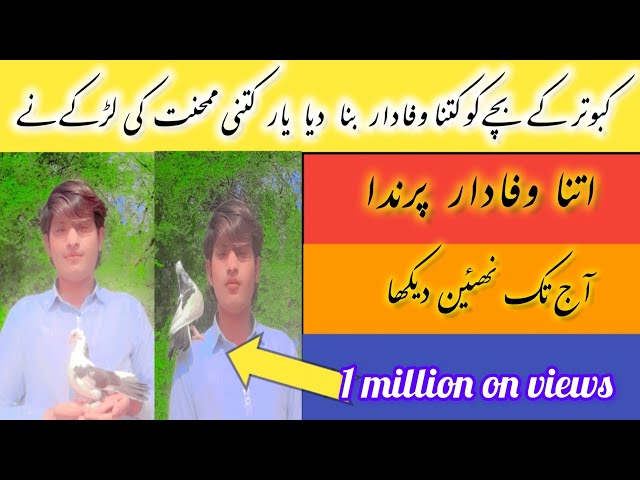 کبوتر کو کتنا وفادار بنا دیا دیکھو اس ویڈیو میں #1millionviwes #shortsfeed #kabootarbazilovers