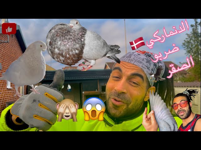 الزاجل الدنمركي ضد الصقر أيهما الأفضل في حمام الزينة؟مغربي في السويد🇲🇦🇸🇪