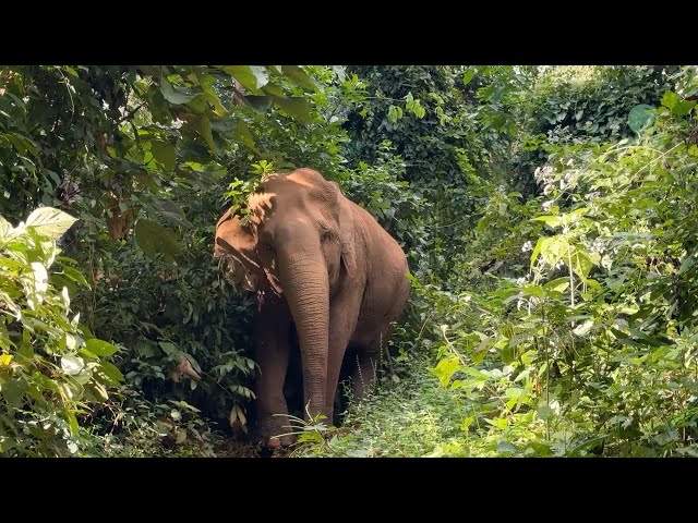 Mae Lanna & Sao Yai’s Happy Home! - ElephantNews