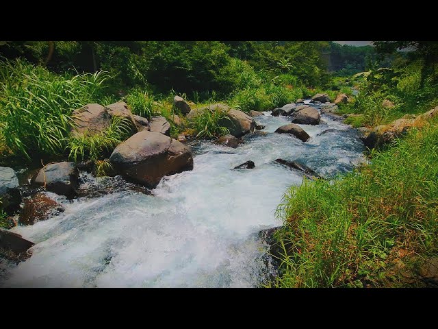 🔴 Sleep Fast in 5 Minutes | Soothing River Sounds for Relaxation | Peaceful Nature Ambience