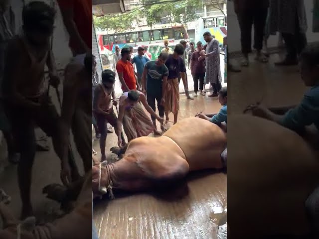 Grounding Of Bulls Of Puran Dhaka | Old Dhaka | Dhaka 2021 | Big Bulls | Eid Ul Adha 2022 | Part - 3