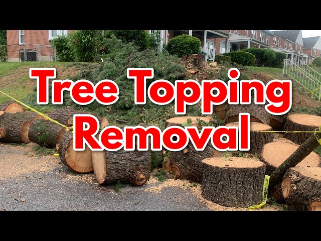 ♻️ Pine Tree Junk Removal | Tree Yard Waste Cleanup (Baltimore Junk Removal Ep.23)