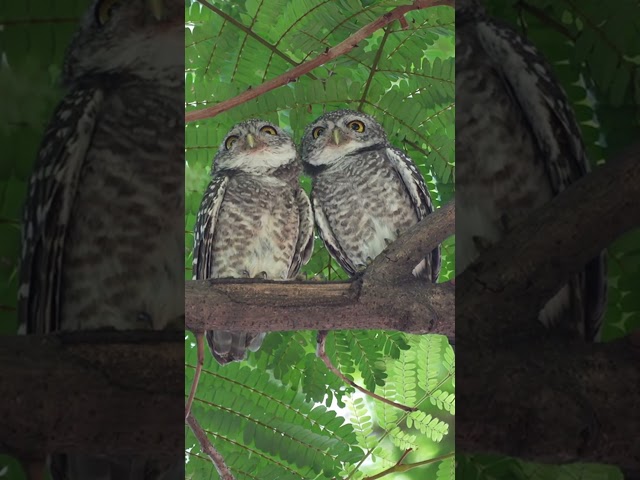 Owls Displaying Their Unique LOVE Bond