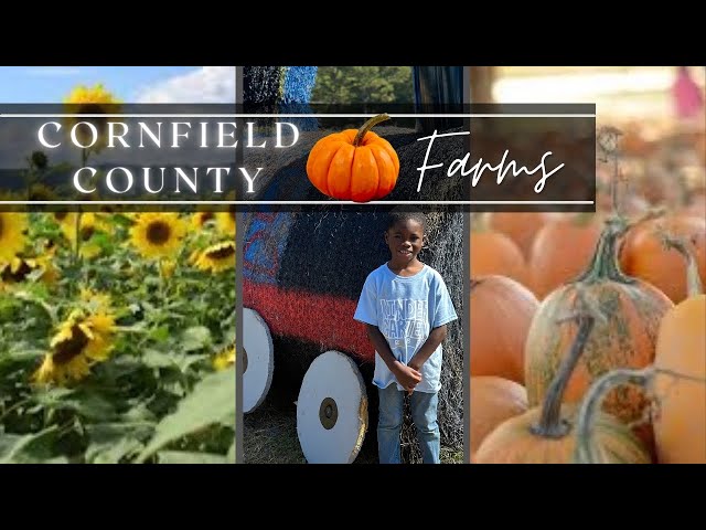 🎃 Epic Pumpkin Adventure in Cornfield County! 🌽🚜 #FarmFun