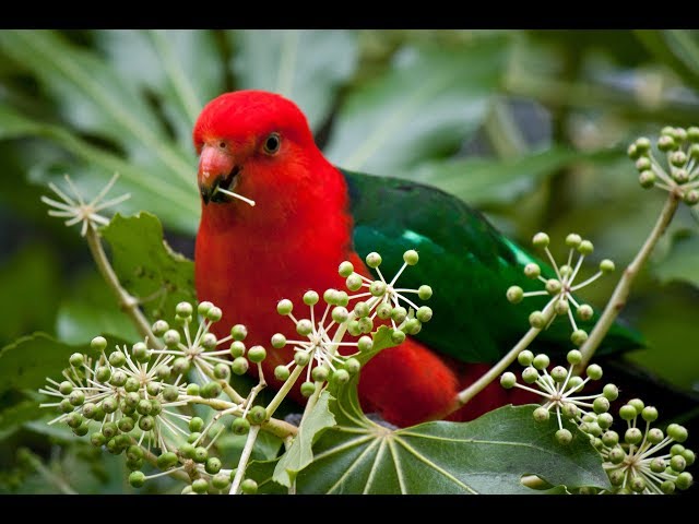 Pet Australian King Parrot - Male & Female - Bird Sounds