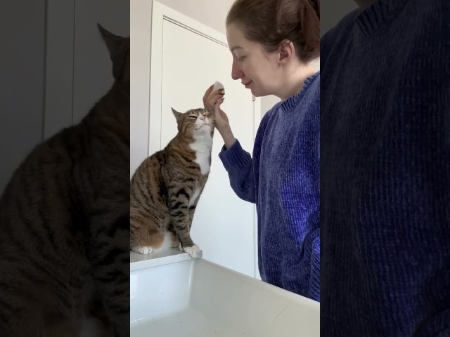 Adorable Cat Joins Skincare Routine