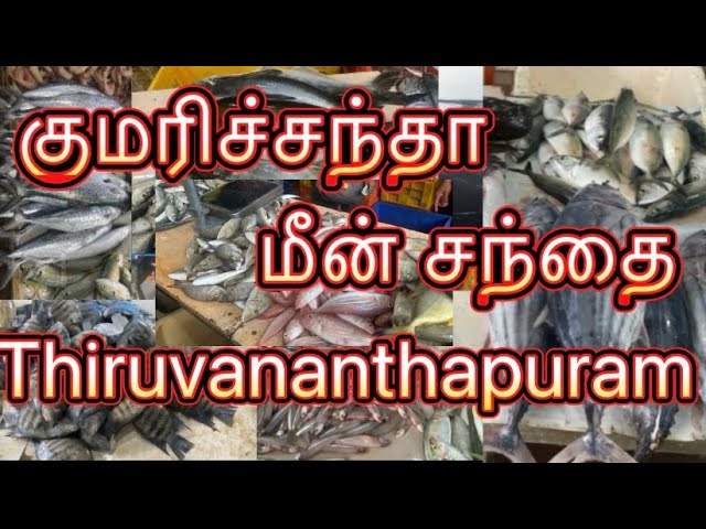 குமரிச்சந்தா மீன் சந்தை | Kamarichantha Fish 🐟 Market #fish #market #healthy #food #nonveg #seafood