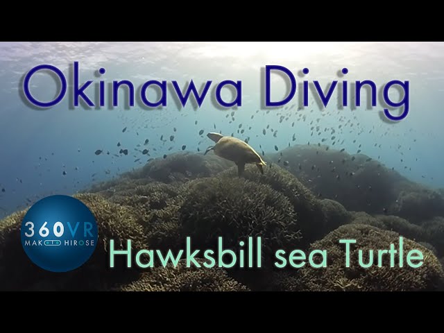 ダイビングVR 水中360VR Okinawa Diving [Hawksbill sea turtle] 沖縄慶良間諸島座間味島 Underwater 360VR