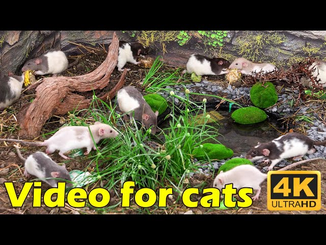 Cat TV: Endless Mouse Action – 3 Hours of Fun for Your Cat in 4K UHD | Catflix