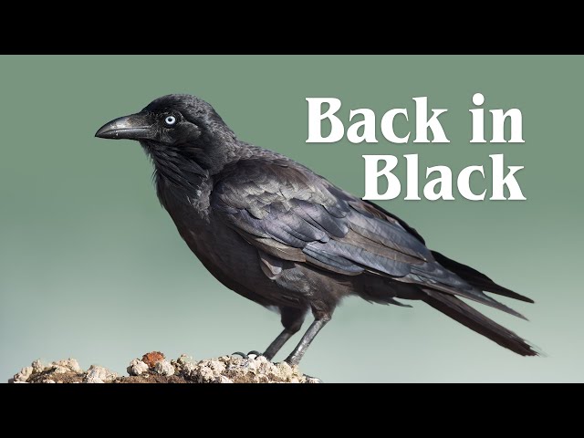 How Smart Are Australia's Ravens?