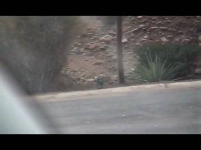 A wild  javelina (pig) seen by the road on the Apache Trail