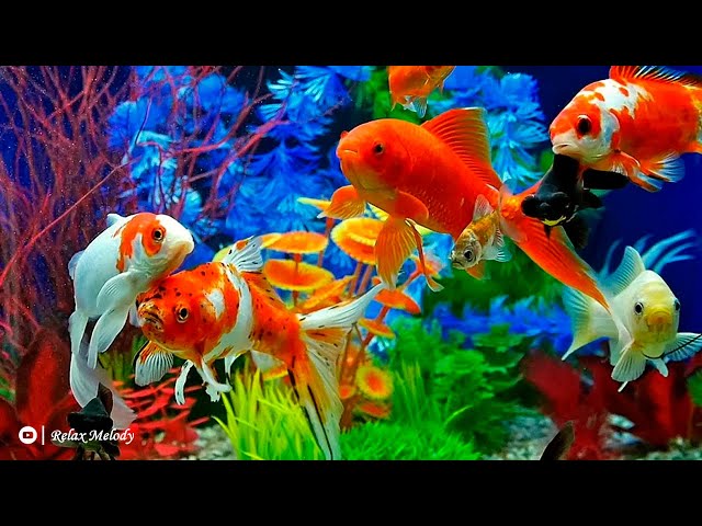 Meditation music to reduce stress, depression | Video of a beautiful aquarium with koi fish