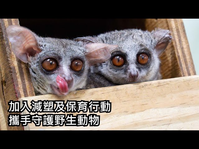 穿山甲館夜行動物區 嬰猴初亮相