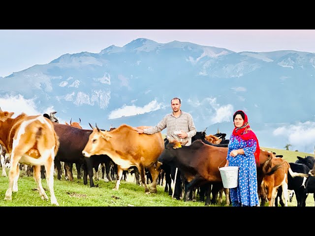 Life of Iranian Nomads in the Mountains: Milking Cows, & Cooking Rice Pudding