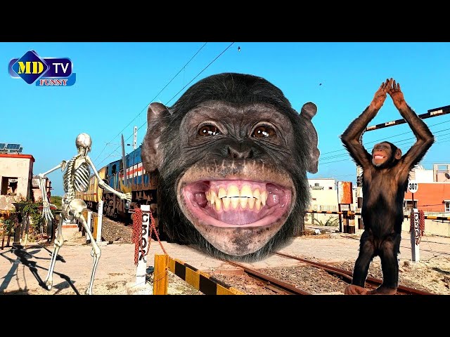 SIMPANJI FUNNY TRAIN VIDEO | train videos indian railways | train wala | comedy video | animal video