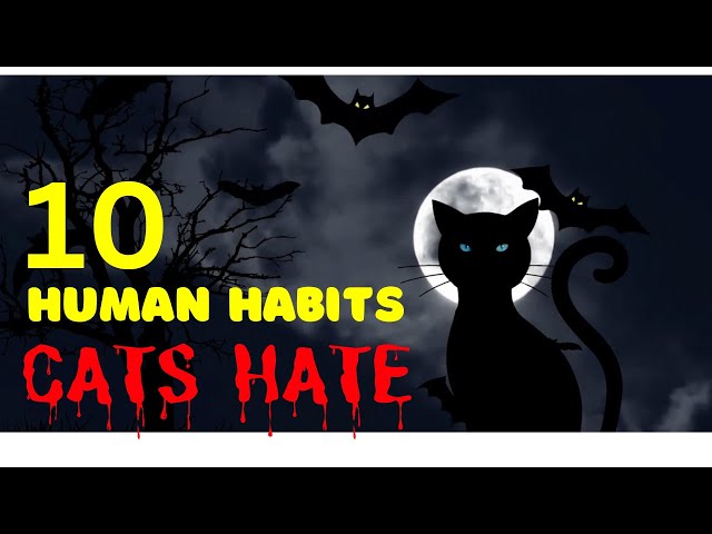 10 Human Habits Cats Can't Stand - Watch Now! #catbreeds