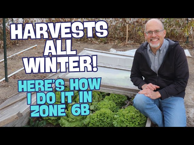 Using Cold Frames to Harvest Vegetables All Winter Long