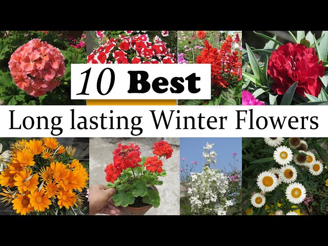 10 Best Long Lasting INDIAN Winter Flowering Plants , Easy to Grow